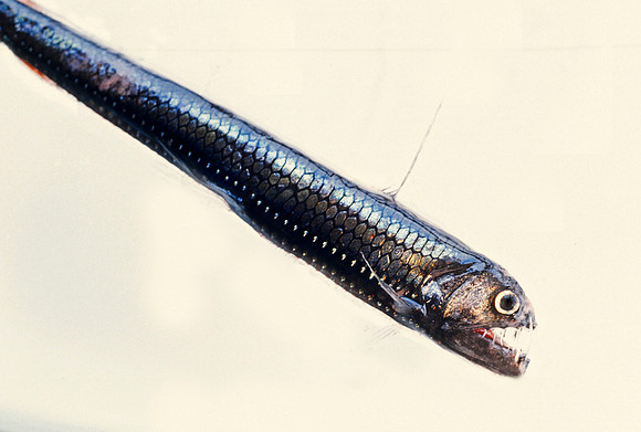 Viperfish - 4