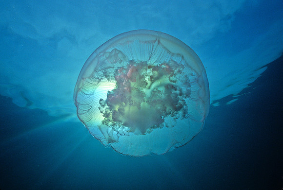 Moon Jelly - 6