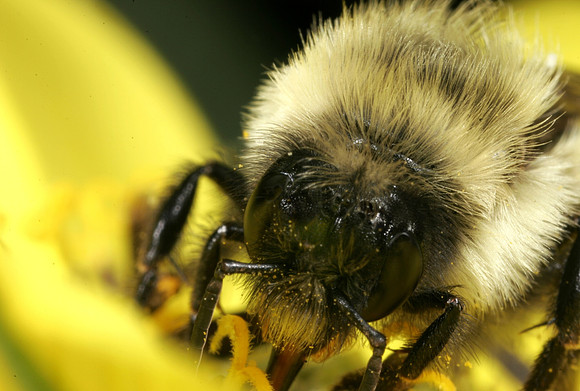 Bumble Bee - 4