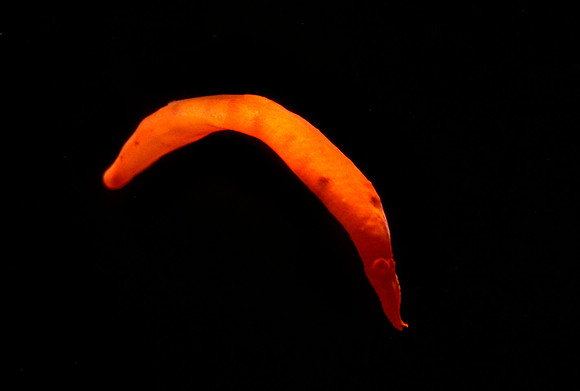 Ribbon Worm - 2