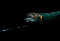 Black Dragonfish