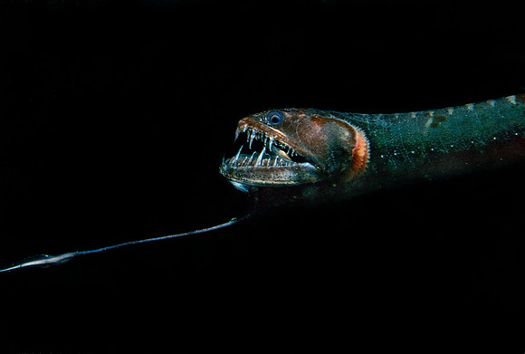 Black Dragonfish