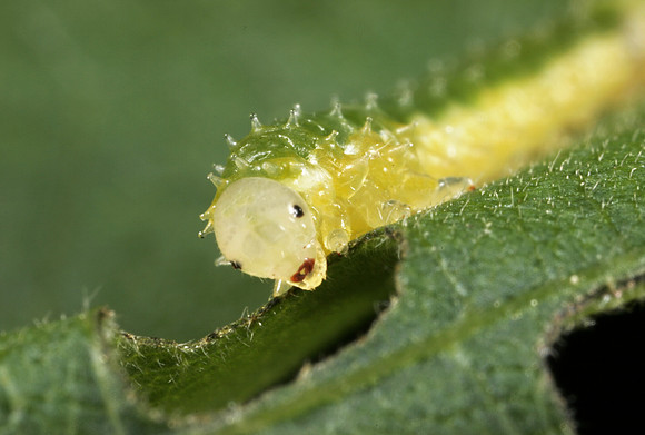 Sawfly Larva - 1