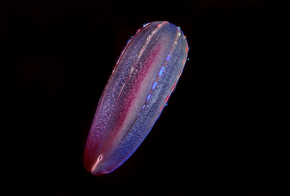 Red Comb Jelly