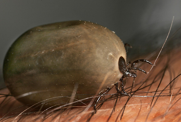 Engorged Tick