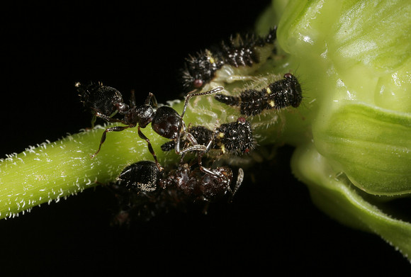Ant Tending Plant Lice