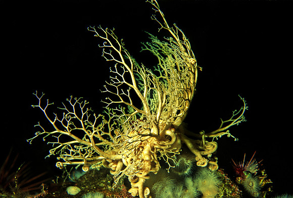 Basket Star - 2