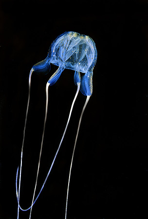 Box Jelly - 2
