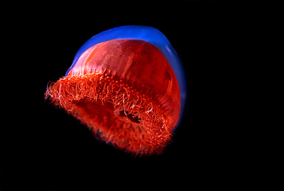 Benthocodon - 1