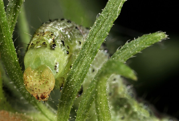 Sawfly Larva - 3