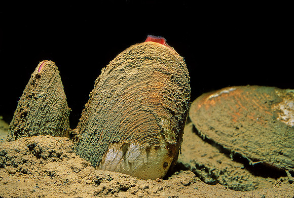 Cold Seep Clams - 2
