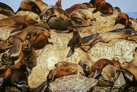 Sea Lions - 6