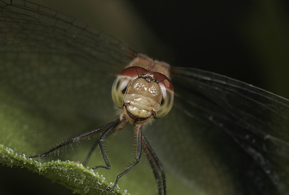Dragonfly - 4