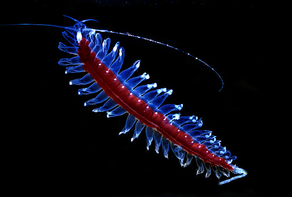 Tomopterid - 2
