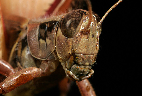 Grasshopper - 2