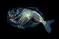 Hatchetfish - 1
