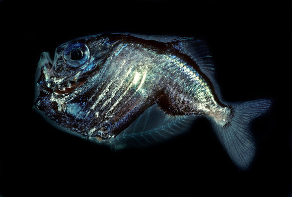 Hatchetfish - 1