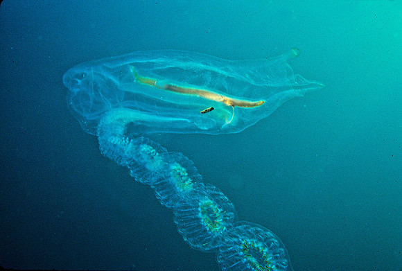 Salp & Stolon - 1