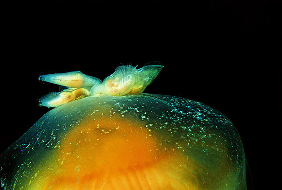 Barnacles on Egg-yolk Jelly - 2