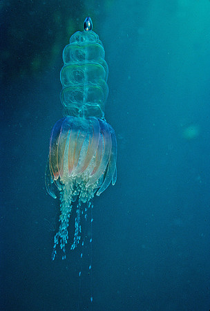 Hula Skirt Siphonophore - 1