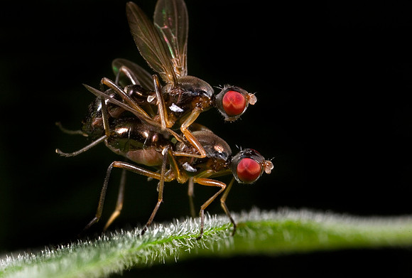 Scavenger Flies Mating - 2