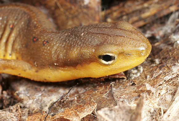 Newt - 2