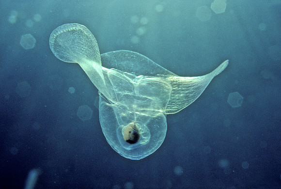 Sea Butterfly - 1