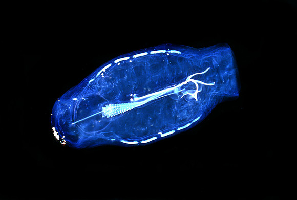 Solitary Salp - 2