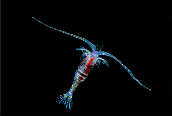Midwater Copepod - 2