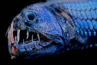Viperfish - 1