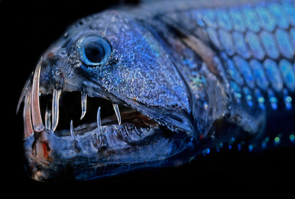 Viperfish - 1