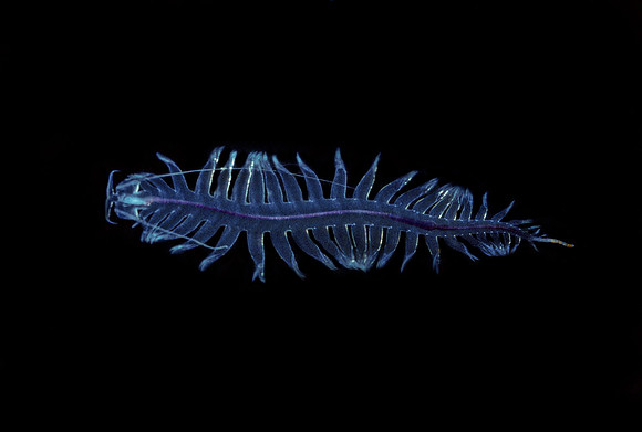 Tomopterid - 2