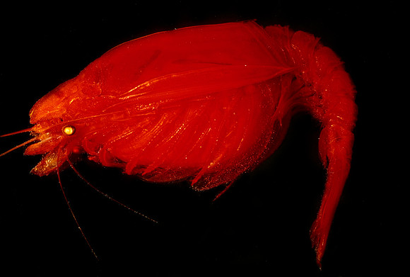 Red Mysid - 3
