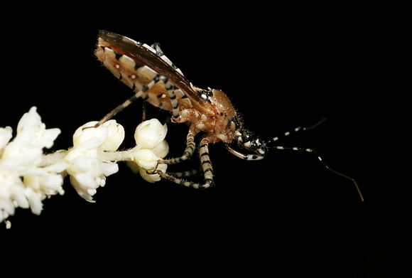Assassin Bug - 2
