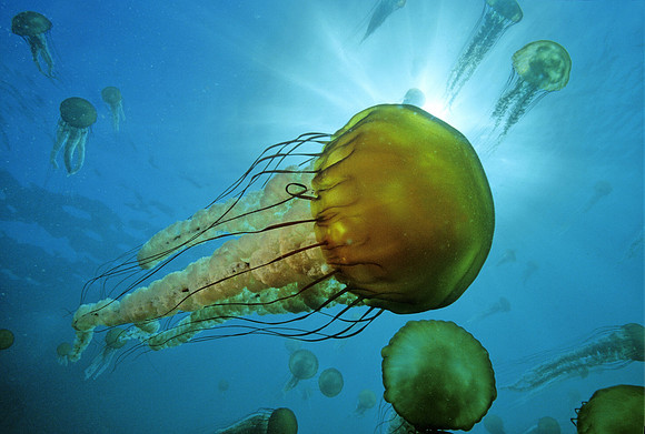 Sea Nettle Swarm - 6
