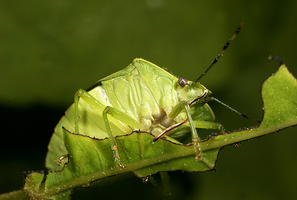 Stink Bug - 11
