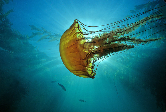 Pacific Sea Nettle - 1
