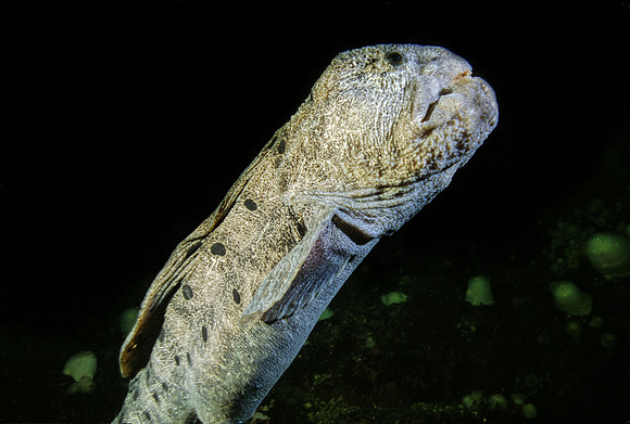 Wolf-Eel - 2