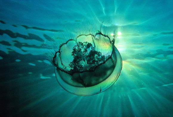 Moon Jelly - 1