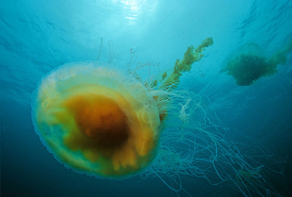 Egg-yolk Jelly - 1