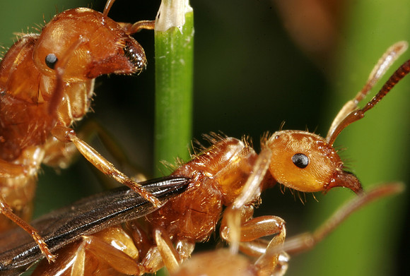 Red Ants - 2