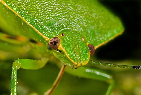 Stink Bug - 2