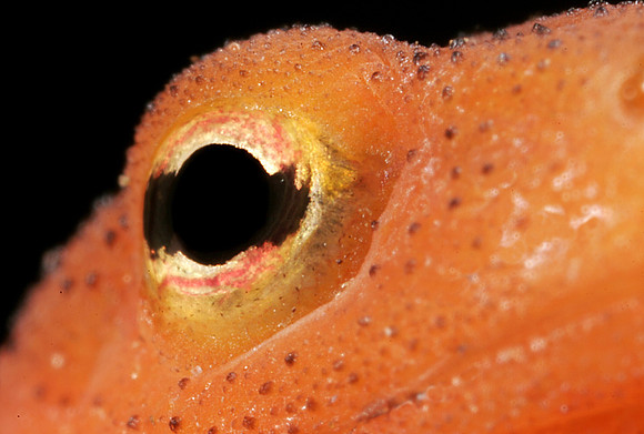 Red Eft Eye - 1