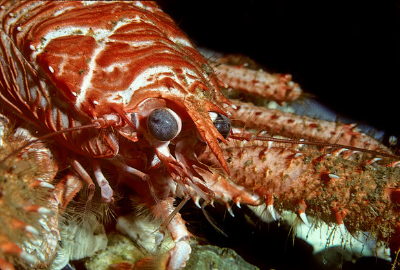 Squat Lobster - 1