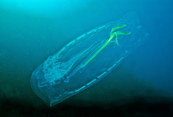 Solitary Salp - 3