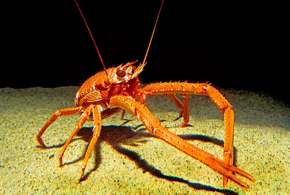 Squat Lobster - 2