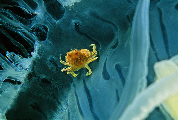 Slender Crab on Egg-yolk Jelly