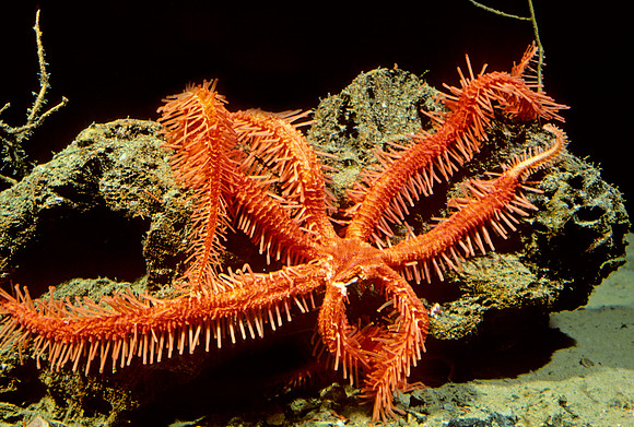 Brisingid Sea Star