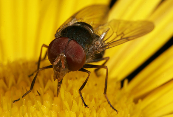 Blow Fly - 3