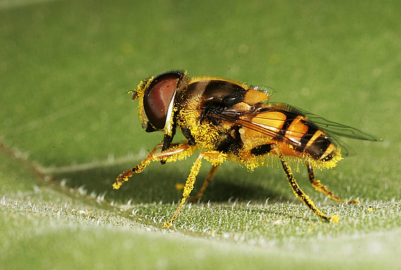 Hoverfly - 18